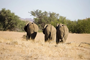 Images Dated 6th May 2007: African Elephants - Bachelor group on the move Huab River, Damaraland, Western Namibia, Africa