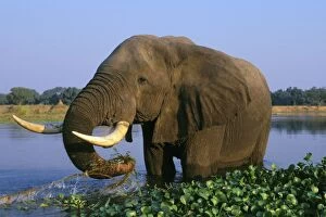 African ELEPHANTS - Bull, feeding in river