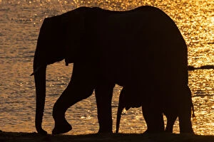 African elephants, Chobe National Park