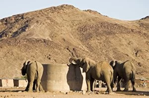 Images Dated 6th May 2007: African Elephants - Desert elephants drinking