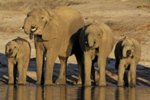 Images Dated 25th June 2009: African elephants drinking at Chobe river
