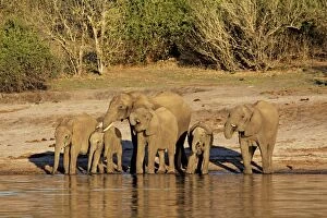 Images Dated 25th June 2009: African elephants drinking at Chobe river