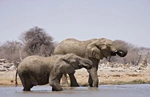 Images Dated 11th October 2007: African Elephants Drinking with Impala waiting in the distance Etosha National Park, Namibia, Africa