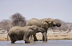 African Elephants - Drinking with Impala waiting in the distance African Elephants - Drinking with Impala waiting in the distance