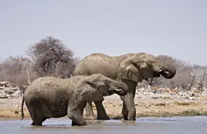 African Elephants Drinking with Impala waiting in the distance Etosha National Park, Namibia, Africa