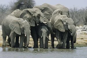 African Elephants - Drinking at waterhole