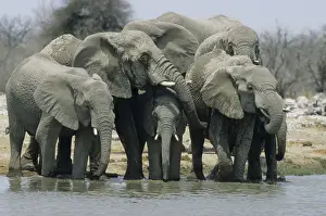 African Elephants - Drinking at waterhole Etosha National Park, Namibia, Africa MA001157