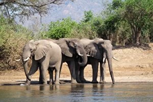 Images Dated 29th October 2009: African Elephants - drinking - Zambesi River - Lower Zambesi National Park