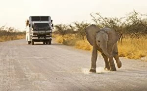 Images Dated 18th November 2009: African Elephants - Etosha National Park - Namibia - Africa