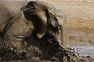 Images Dated 30th September 2009: African Elephants - Etosha National Park - Namibia - Africa