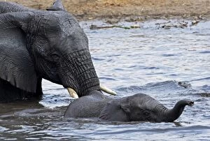 Images Dated 30th September 2009: African Elephants - Etosha National Park - Namibia - Africa