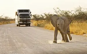 Trucks Prints: African Elephants - Etosha National Park - Namibia - Africa
