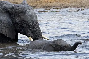 African Elephants - Etosha National Park - Namibia - Africa