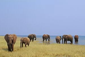 Images Dated 6th February 2005: African Elephants - Feeding. Lake Kariba, Matusadona National Park, Zimbabwe, Africa. 3ME1117