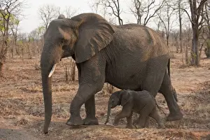 African Elephants - female and small young walking together - Chobe River - Botswana