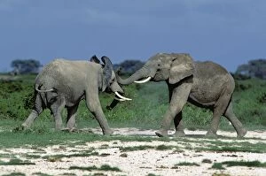 African Elephants - two fighting