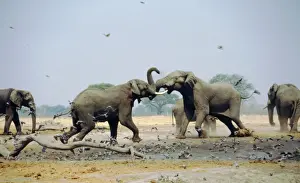 Parched Prints: African Elephants - Fighting in waterhole during the dry season - Savuti - Botswana - Africa