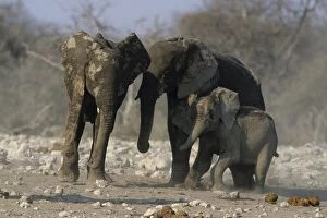 African ELEPHANTS - Helping calf stand up