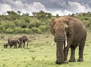 African Elephants herd