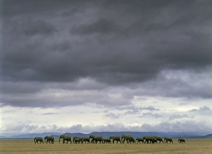 LA-2448
African Elephants - herd walking
Salt Lake - Amboseli National Park - Kenya - Africa
africana loxodonta
There is an unusually rich salt and mineral content in the soil which is killing the trees and habitat.
Jean Michel Labat
Please note that prints are for personal display purposes only and may not be reproduced in any way African Elephants - herd walking