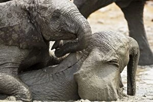 Images Dated 29th September 2009: African Elephants - Juveniles playing / mud bathing - Etosha National Park - Namibia - Africa