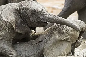 Play Fighting Prints: African Elephants - Juveniles playing / mud bathing - Etosha National Park - Namibia - Africa
