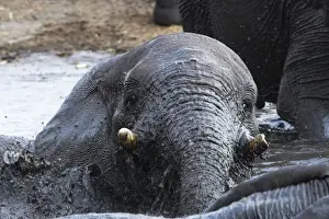 African Elephants - Juveniles playing / mud bathing - Etosha National Park - Namibia - Africa