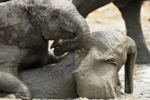 African Elephants - Juveniles playing / mud bathing - Etosha National Park - Namibia - Africa