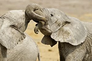 Images Dated 24th September 2009: African Elephants - Juveniles Trunk-wrestling - Etosha National Park - Namibia - Africa