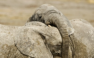 Images Dated 24th September 2009: African Elephants - Juveniles Trunk-wrestling - Etosha National Park - Namibia - Africa