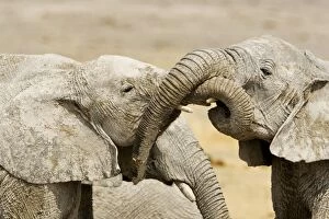 Images Dated 24th September 2009: African Elephants - Juveniles Trunk-wrestling - Etosha National Park - Namibia - Africa