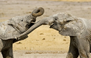 Images Dated 24th September 2009: African Elephants - Juveniles Trunk-wrestling - Etosha National Park - Namibia - Africa
