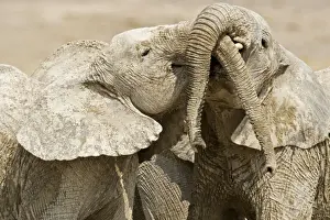 Play Fighting Prints: African Elephants - Juveniles Trunk-wrestling - Etosha National Park - Namibia - Africa