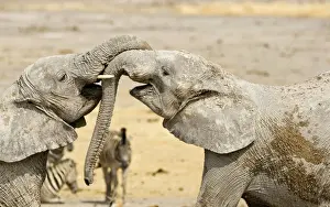 African Elephants - Juveniles Trunk-wrestling - Etosha National Park - Namibia - Africa