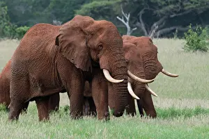 Pitamitz Prints: African elephants, Loxodonta africana, Tsavo, Kenya. Date: 14-12-2017