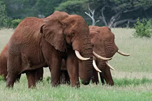 Africana Gallery: African elephants, Loxodonta africana, Tsavo, Kenya