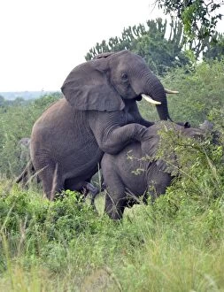 Images Dated 18th January 2013: African Elephants. mating
