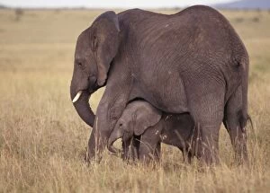 African Elephants - Mother & Baby