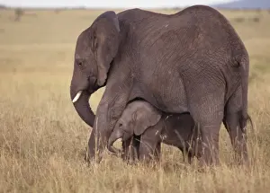 African Elephants - Mother & Baby Maasai Mara, Kenya, Africa