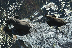 Images Dated 15th May 2004: African Elephants - Mother & Calf in water. Okavango Delta Botswana Africa