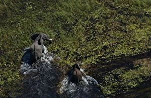 African Elephants - Mother & Calf in water