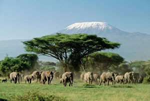 Landscapes Collection: African Elephants - With Mount Kilimanjaro in background Amboseli National Park, Kenya, Africa