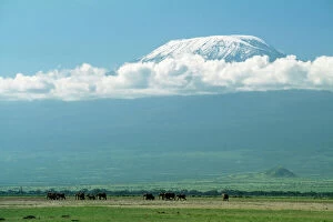 Herds Gallery: AFRICAN ELEPHANTS - with Mount Kilimanjaro in distance