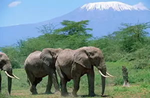 East Africa Prints: African Elephants - in front of Mt Kilimanjaro
