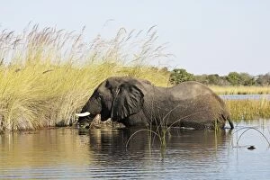 African Elephants in Okawango river