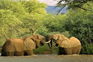 African Elephants playing two individuals fighting playfully in a river Namibia, Africa
