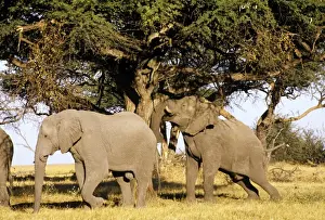 Camelthorn Prints: African Elephants - shaking down Camelthorn pods to eat - Botswana