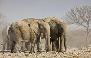 Images Dated 11th October 2007: African Elephants Standing close together Etosha National Park, Namibia, Africa