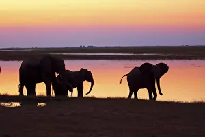 Sunsets And Sunrise Prints: African elephants at sunset, Chobe national park, Botswana