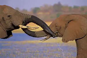 Greeting Prints: African Elephants TOM 586 Greeting one another by putting trunks in or to each others mouth